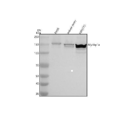 Anti-MYBBP1A Antibody Picoband® Boster Bio