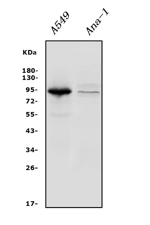 Anti-Integrin beta 5/ITGB5 Antibody Picoband® Boster Bio