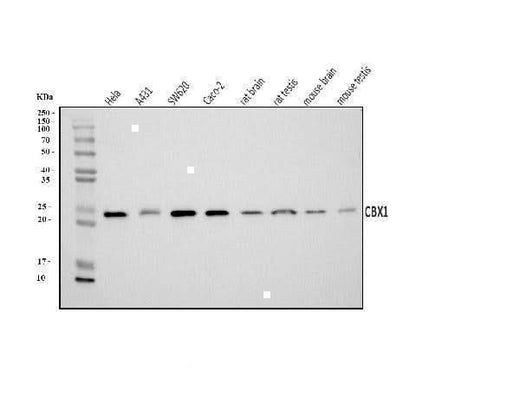 Anti-CBX1/HP1 beta Antibody Picoband® Boster Bio