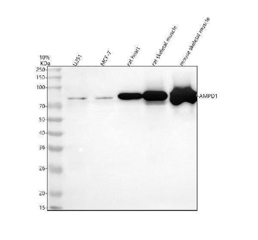 Anti-AMPD1 Antibody Picoband® Boster Bio