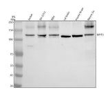 Anti-MYT1 Antibody Picoband® Boster Bio