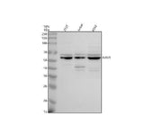 Anti-NEU3 Antibody Picoband® Boster Bio