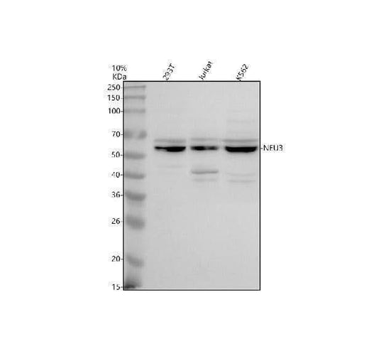 Anti-NEU3 Antibody Picoband® Boster Bio