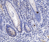Anti-Peptide YY/PYY Antibody Boster Bio