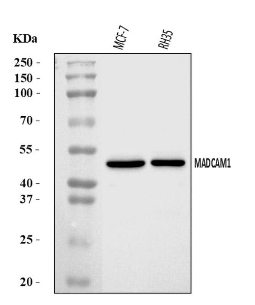 Anti-MADCAM1 Antibody Picoband® Boster Bio
