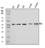 Anti-RAE1 Antibody Picoband® Boster Bio