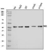 Anti-RAE1 Antibody Picoband® Boster Bio