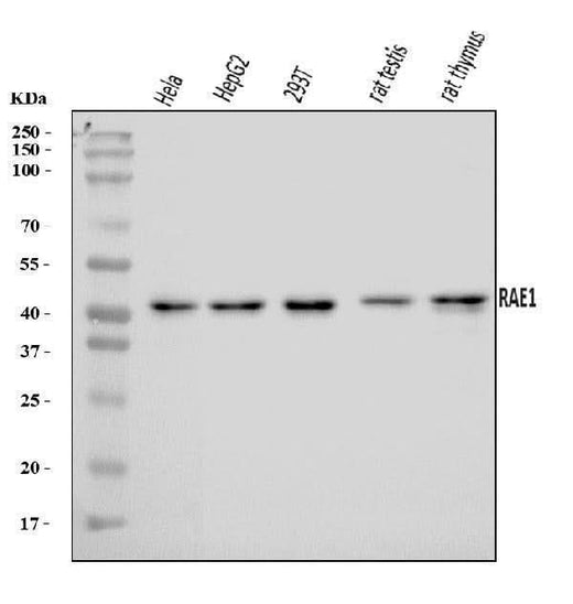 Anti-RAE1 Antibody Picoband® Boster Bio