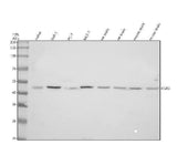 Anti-EGR3 Antibody Picoband® Boster Bio