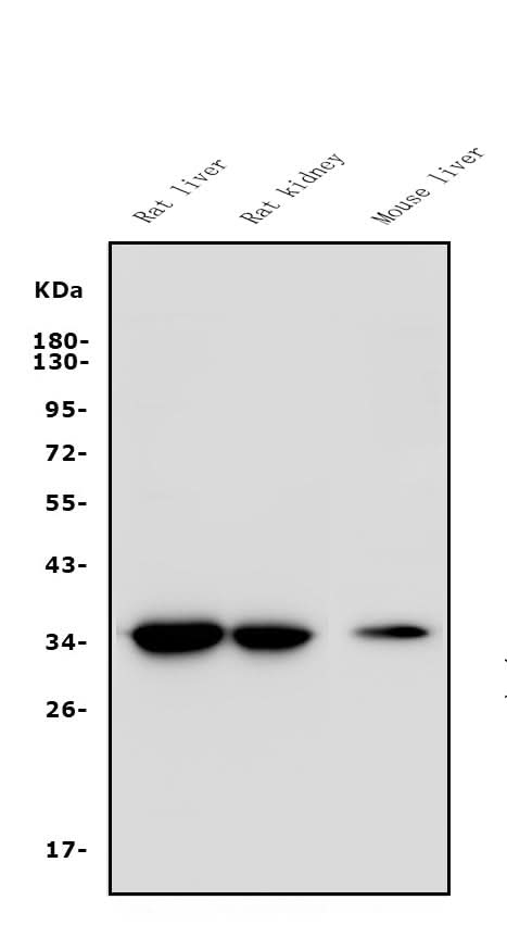 Anti-EIF2B1 Antibody Picoband® Boster Bio