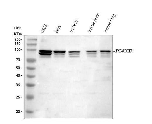 Anti-PI4KB Antibody Picoband® Boster Bio