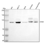 Anti-SPIDR Antibody Picoband® Boster Bio