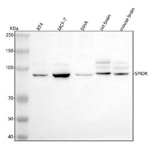 Anti-SPIDR Antibody Picoband® Boster Bio