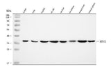 Anti-MDH1 Antibody Picoband® Boster Bio