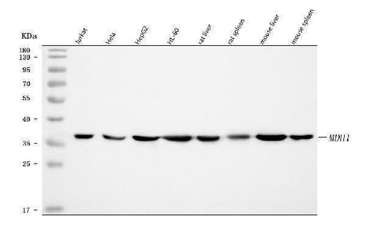 Anti-MDH1 Antibody Picoband® Boster Bio