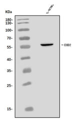 Anti-EHD2 Antibody Picoband® Boster Bio