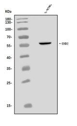 Anti-EHD2 Antibody Picoband® Boster Bio