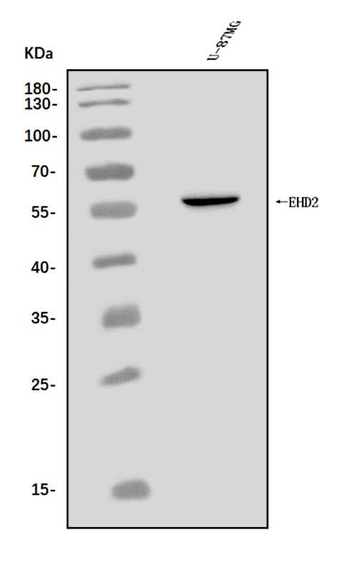 Anti-EHD2 Antibody Picoband® Boster Bio