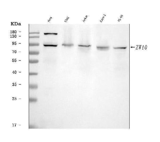 Anti-ZW10 Antibody Picoband® Boster Bio