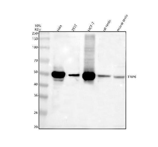 Anti-TRIP6 Antibody Picoband® Boster Bio