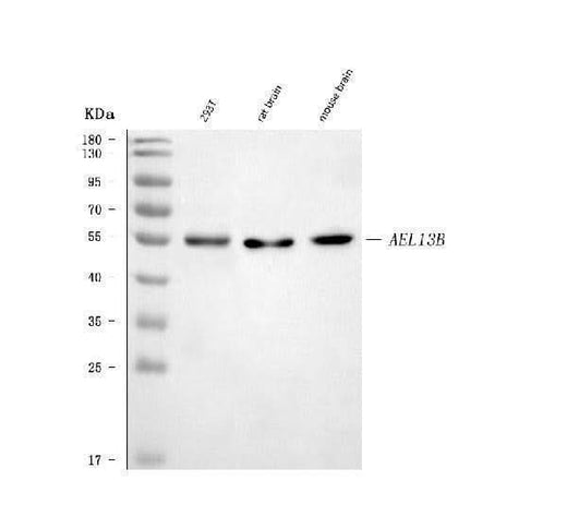 Anti-ARL13B Antibody Picoband® Boster Bio