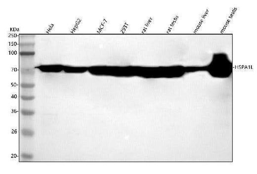Anti-HSPA1L Antibody Picoband® Boster Bio