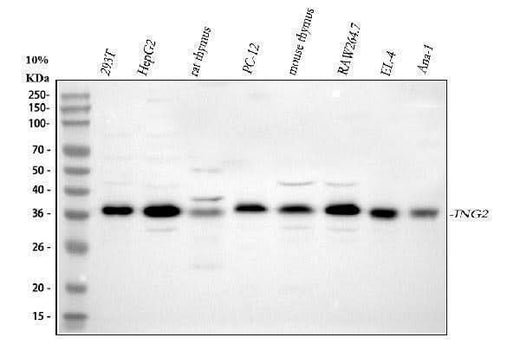 Anti-ING2 Antibody Picoband® Boster Bio