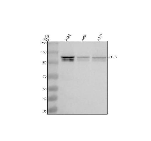 Anti-PARG Antibody Picoband® Boster Bio