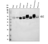 Anti-ABI2 Antibody Picoband® Boster Bio