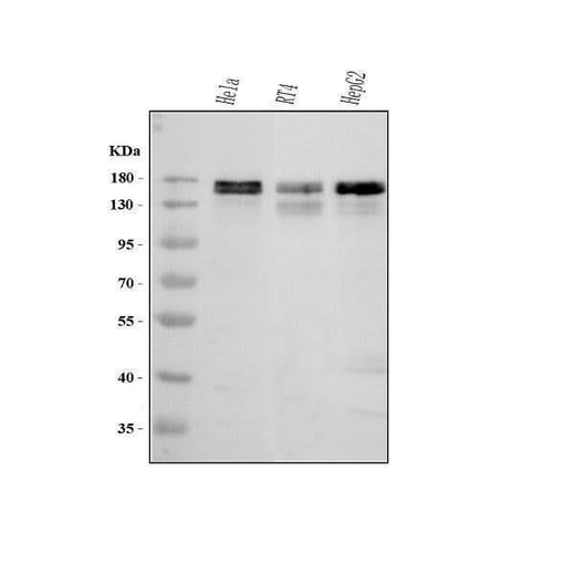 Anti-MAP1S Antibody Picoband® Boster Bio