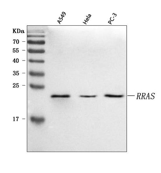 Anti-RRAS Antibody Picoband® Boster Bio