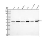 Anti-DYX1C1/DNAAF4 Antibody Picoband® Boster Bio