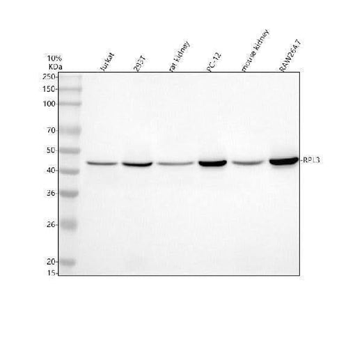 Anti-DYX1C1/DNAAF4 Antibody Picoband® Boster Bio
