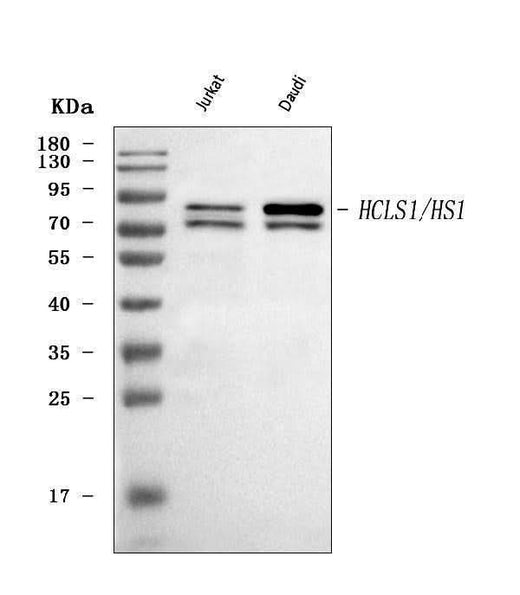 Anti-HCLS1 Antibody Picoband® Boster Bio