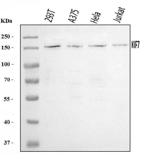 Anti-KIF7 Antibody Picoband® Boster Bio