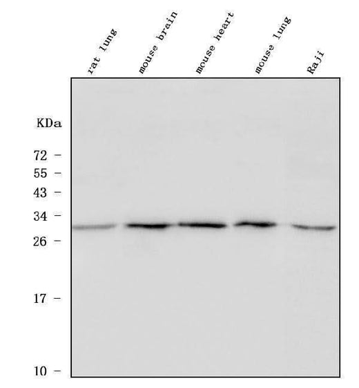 Anti-ULBP1 Antibody Picoband® Boster Bio