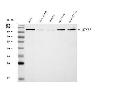 Anti-MIM/MTSS1 Antibody Picoband® Boster Bio