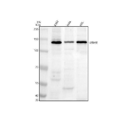 Anti-UBE4B Antibody Picoband® Boster Bio