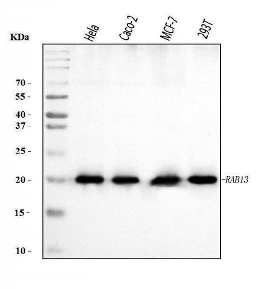 Anti-RAB13 Antibody Picoband® Boster Bio