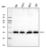 Anti-RAB13 Antibody Picoband® Boster Bio