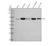 Anti-HEATR2/DNAAF5 Antibody Picoband® Boster Bio