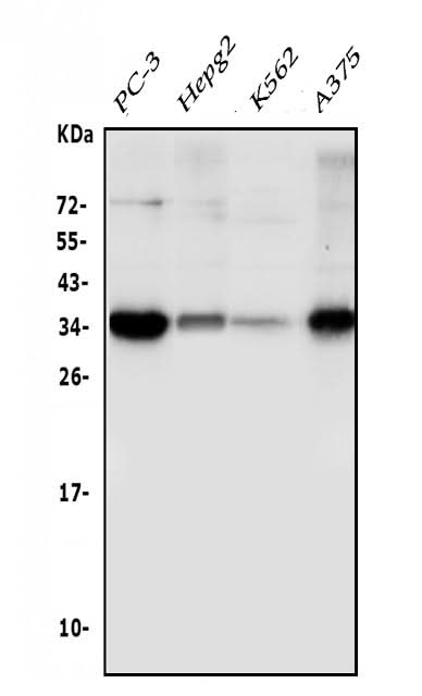 Anti-Sprouty 4/Spry-4/SPRY4 Antibody Picoband® Boster Bio