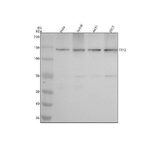 Anti-TTF2 Antibody Picoband® Boster Bio