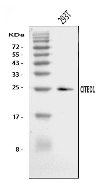 Anti-CITED1 Antibody Picoband® Boster Bio