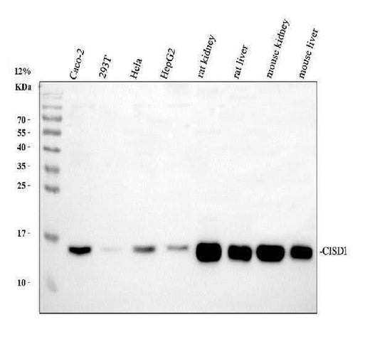 Anti-MitoNEET/CISD1 Antibody Picoband® Boster Bio