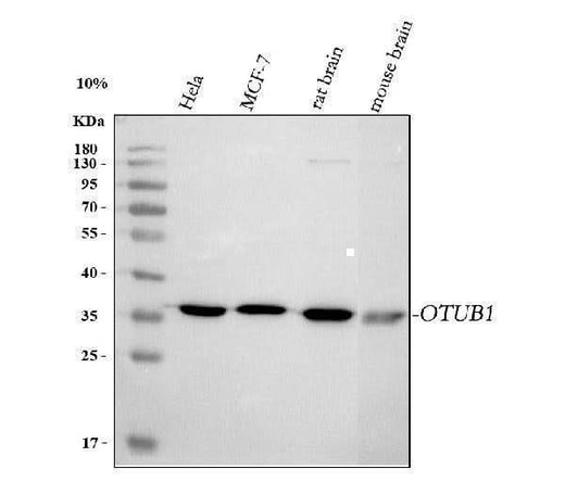 Anti-OTUB1 Antibody Picoband® Boster Bio