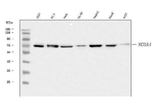 Anti-NCOA4 Antibody Picoband® Boster Bio