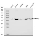 Anti-HMGCS2 Antibody Picoband® Boster Bio