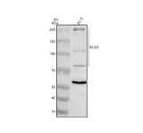 Anti-DLG5 Antibody Picoband® Boster Bio