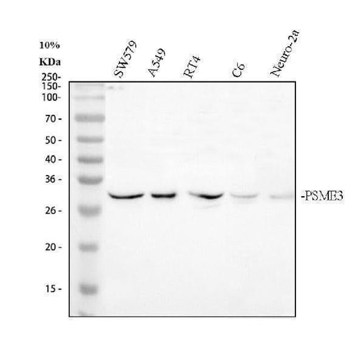 Anti-PSME3 Antibody Picoband® Boster Bio